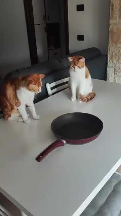 Cat fascinated by spinning pan!