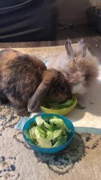 They’ve been brother and sister for a whole week and bonding is going very well 🥰