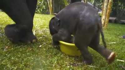 Baby elephant playing with water and a ball