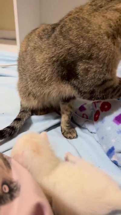 puff puff was too dangerous for r/aww