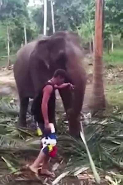 Walking in front and touching the trunk of an elephant that’s eating