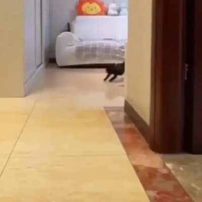 Void Grand Prix ... 🐈‍⬛️🏁