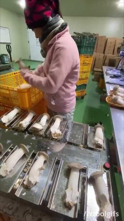 Как фасуют упаковки продуктов с единицами разного веса( на видео- фасовка степной вешенки)