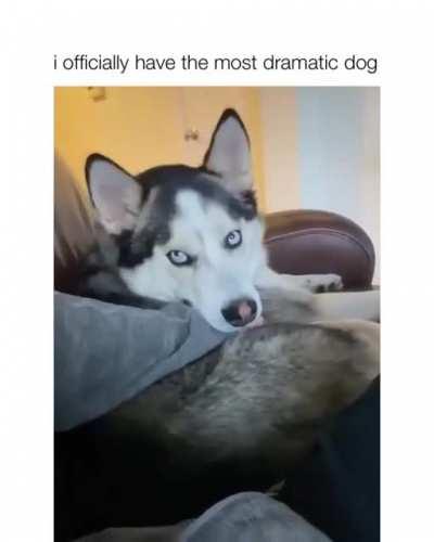 Most Dramatic Dog 🐕🌟
