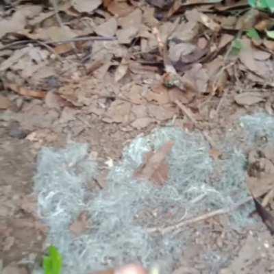 Leopard scats in Islamabad.