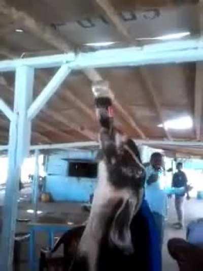 Goat addicted to coca-cola