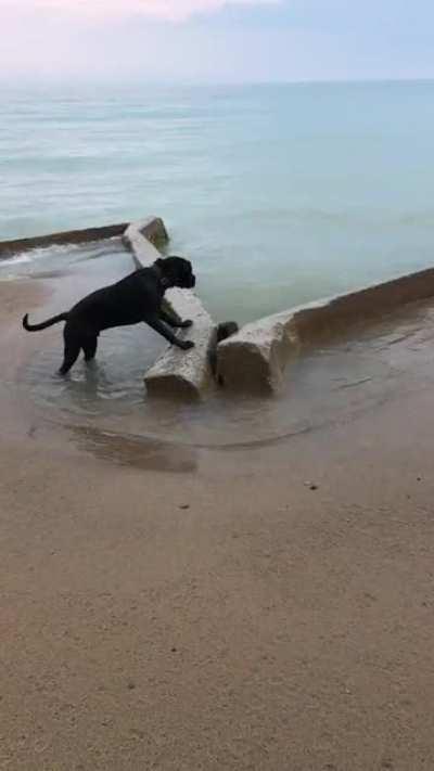 I present to you, my dog.