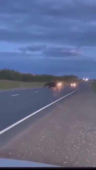Moose ran right in front of the car