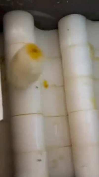 El ultimo limon de Murcia ð¤ðð¤