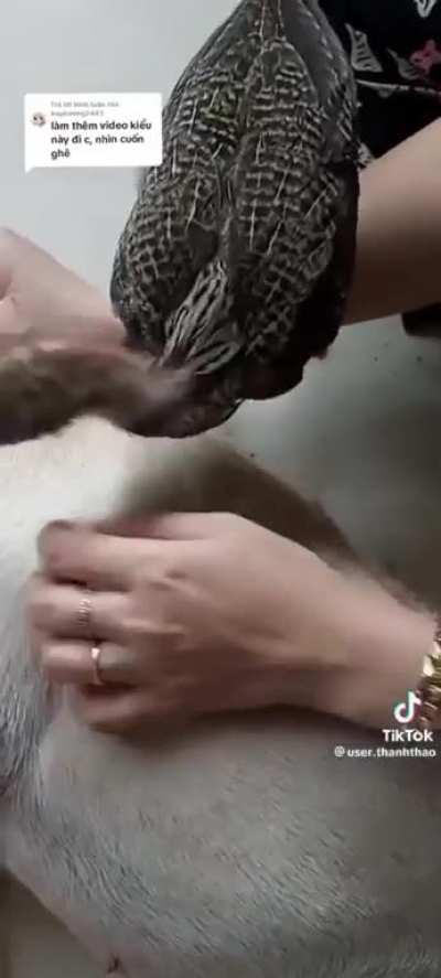 Most effective tick removal method 