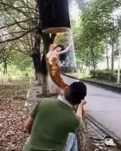 NCL: TREE 🌳 ART 🎨