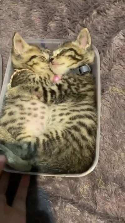 Meal prepped for the week!!