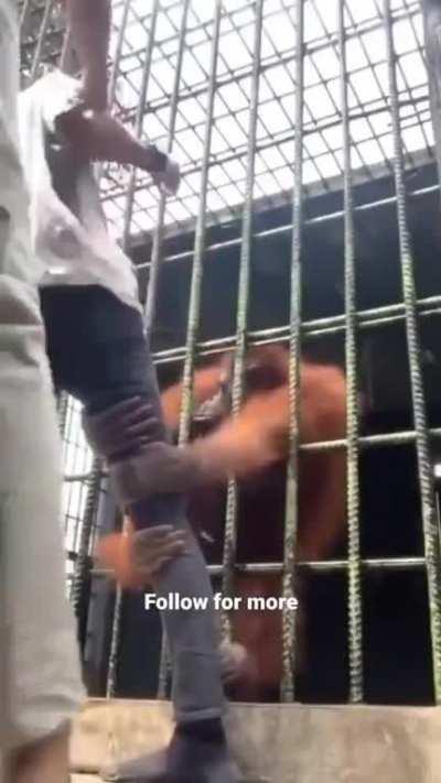 Let's tease the orangutan