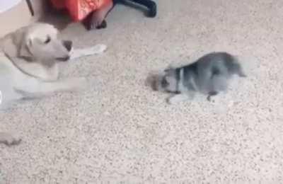 That's not a bark..Here, let me show you..