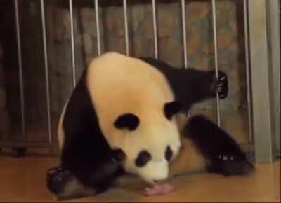 a uh... panda giving birth.....