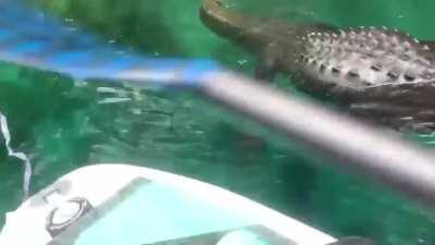Paddleboard and alligator
