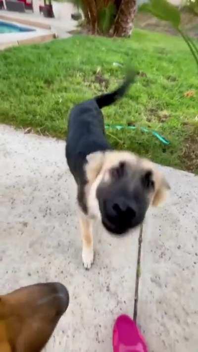 Scared German Shepherd puppy brought out of its shell by resident dog