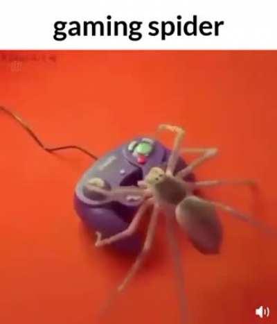 Gay spider brothel