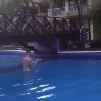 Flamingo on a collision course with a bridge.