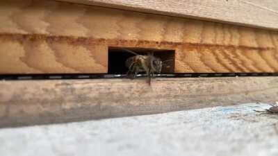 To leave the hive gracefully