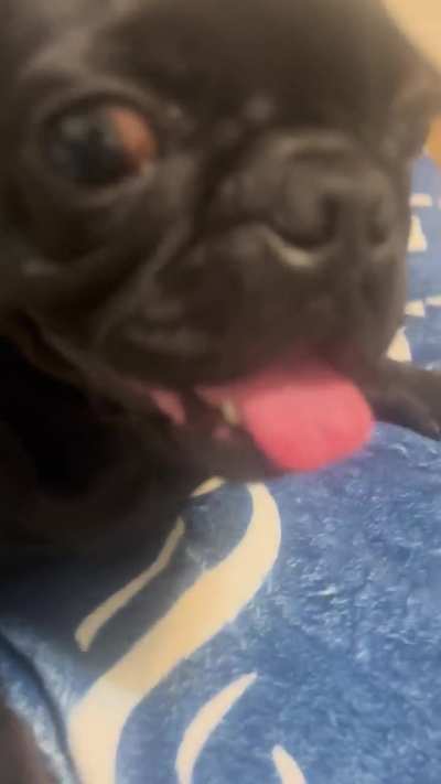 Crazy pug