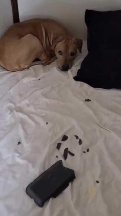 I do not reprimand former fighting dog Scooby in order to maintain his trust.