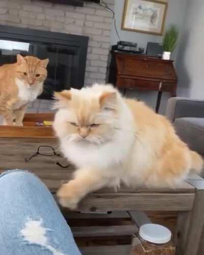 Give me the treats human!