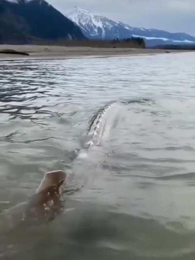 This absolute Unit of a Sturgeon.