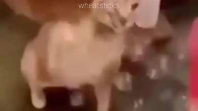 I got bored and made this