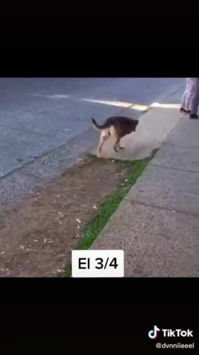 El 3/4 😎😎😎🐶