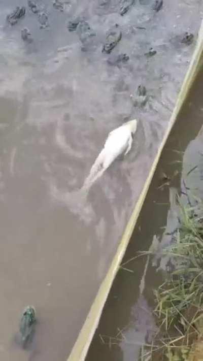 Frog, just swimming and chilling