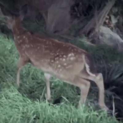 does anyone know the song in the background?