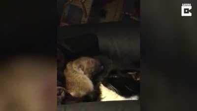 The friendship of Cats and Rat.