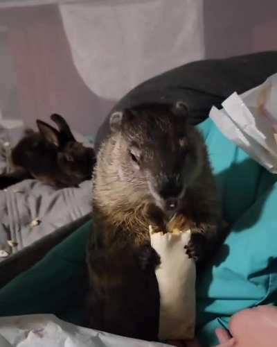 Delilah the groundhog enjoying a homemade burrito at The Pipsqueakery in Indiana