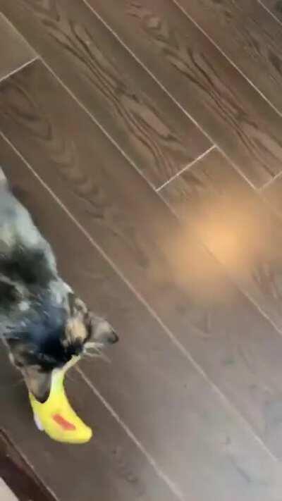 Will squeak for banana