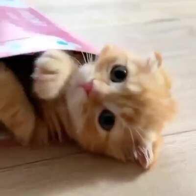 This is how they package them for sale at the Kitten Factory