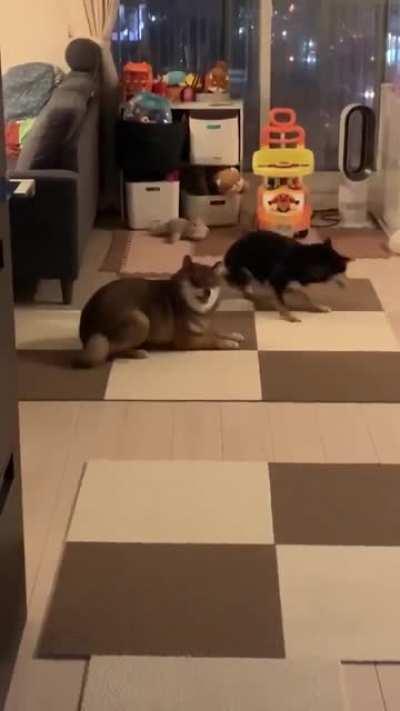 Someone please explain the rules