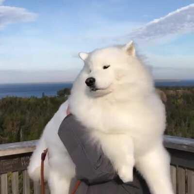 This majestic windy boi