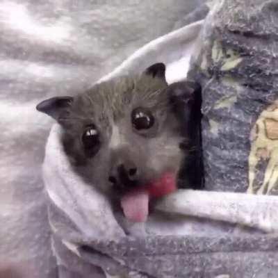 Batty eating strawberry!