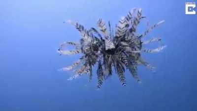 An underwater encounter with the beautiful and unusual feather star