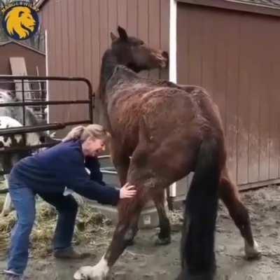 Can't watch 🙈🐴