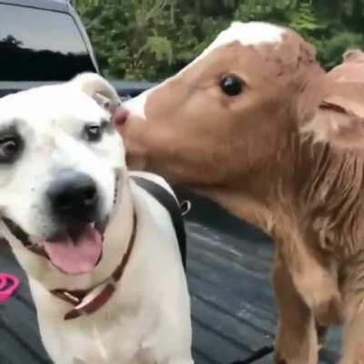 DOG BruTAlLY EATS cOW aLivE (GRAPHic)