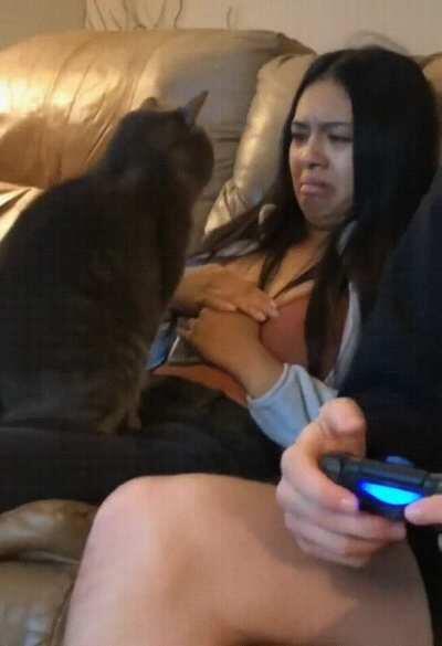 So I heard you don't like cats.