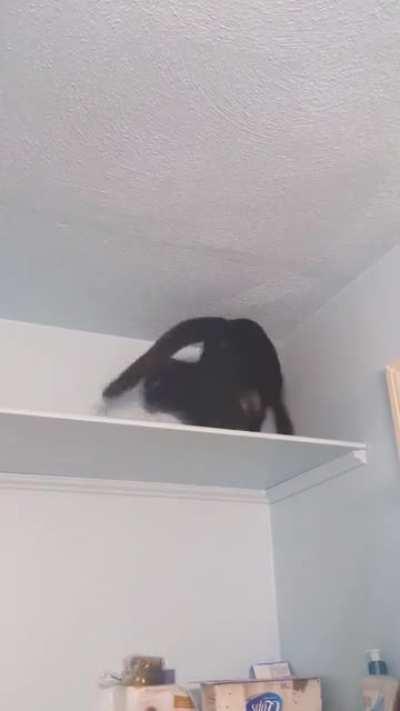 Cat parkour