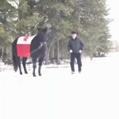 Old man teaches his horse how to lasso