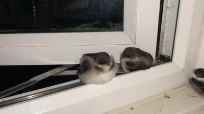 Birds sheltering from the rain in my bedroom