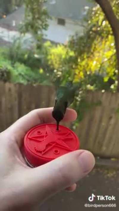 Hector the humming bird :)
