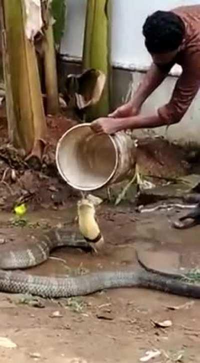 Real dude bro cools off his king cobra on a hot Sunny day