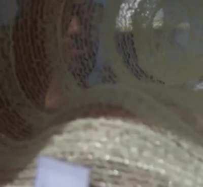 Family make a cute time-lapse of mum's pregnancy.