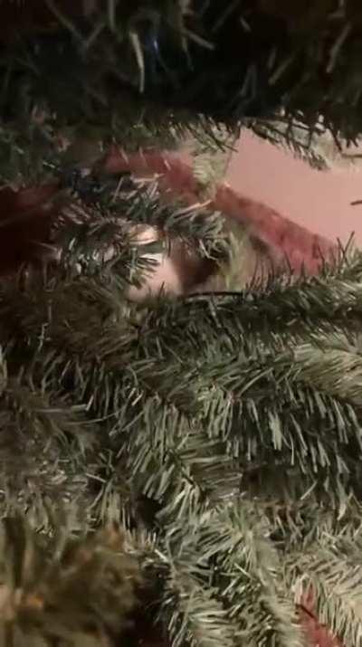 Savagely attacked by cat in tree